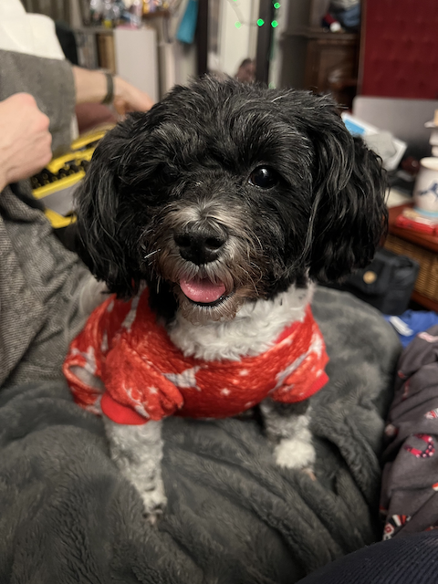 A small black and white Havanese dog in a red and white Christmas onesie sits on a charcoal gray blanket.