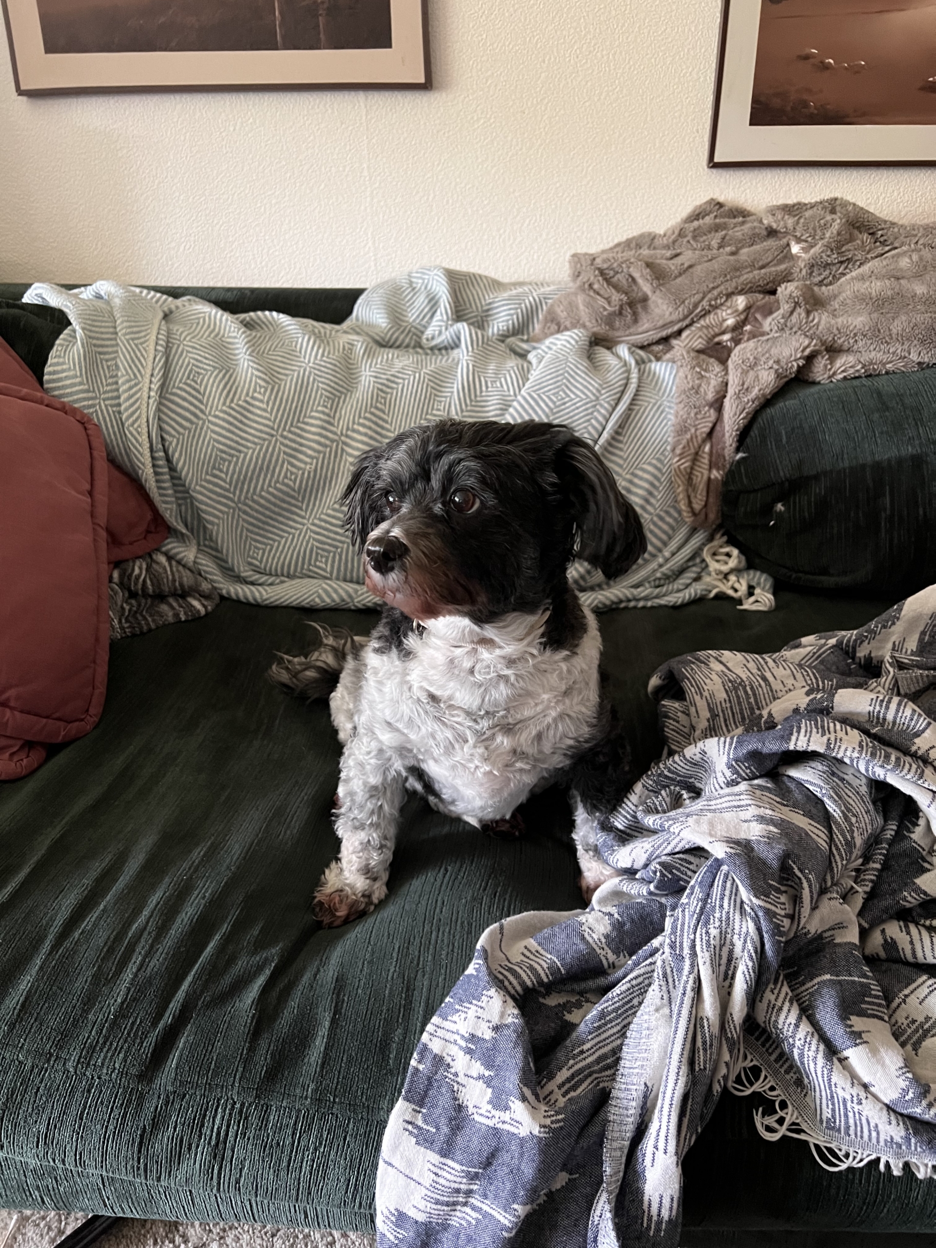 A small black and white Havanese dog sits on a green couch with pink cushions and grey blankets