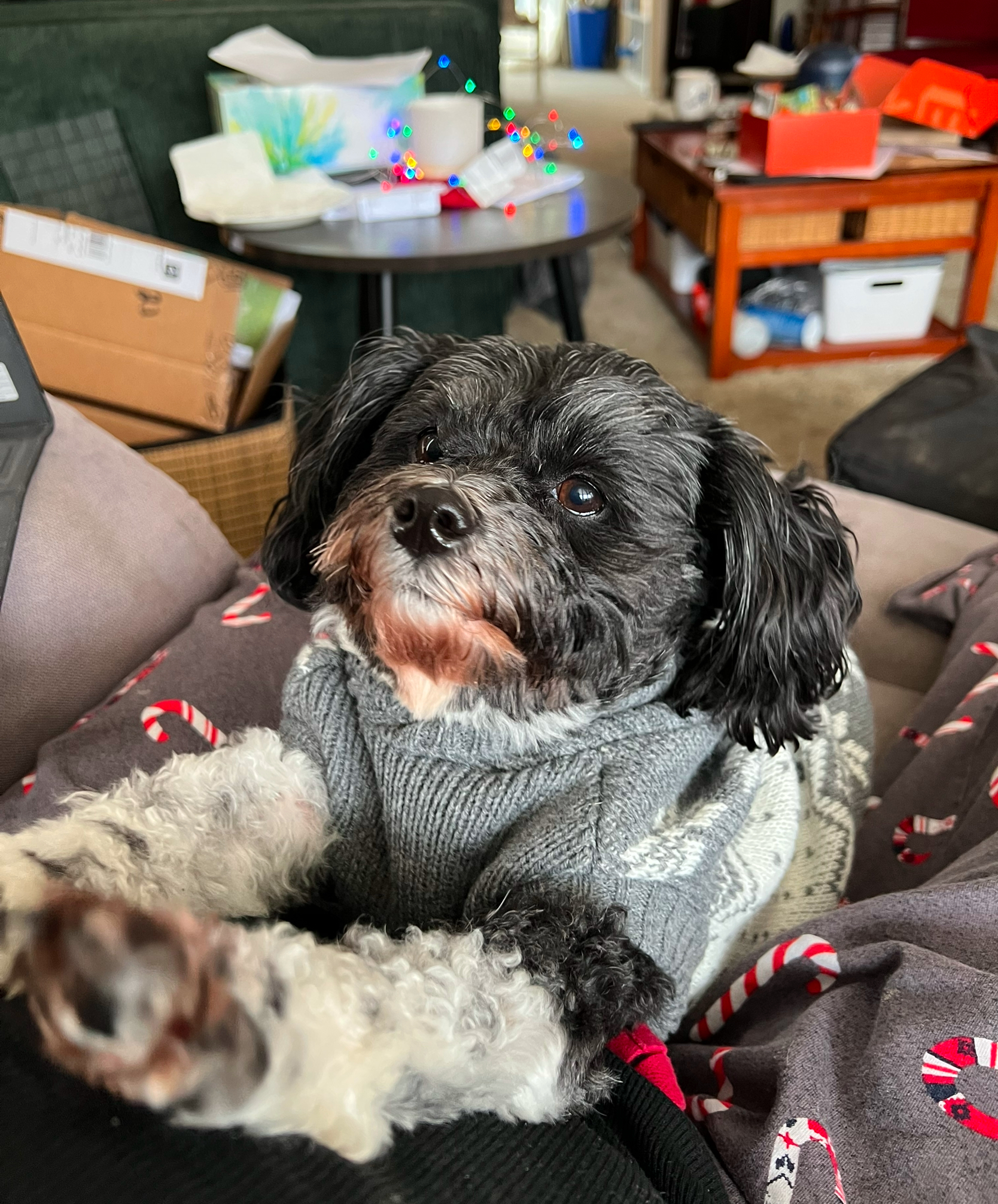 A small black and white Havanese dog, stretching towards an unidentified person.