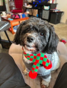 A small black and white Havanese dog named Sasja sits on a grey lounge chair wearing a grey and white sweater and a green and red scarf.