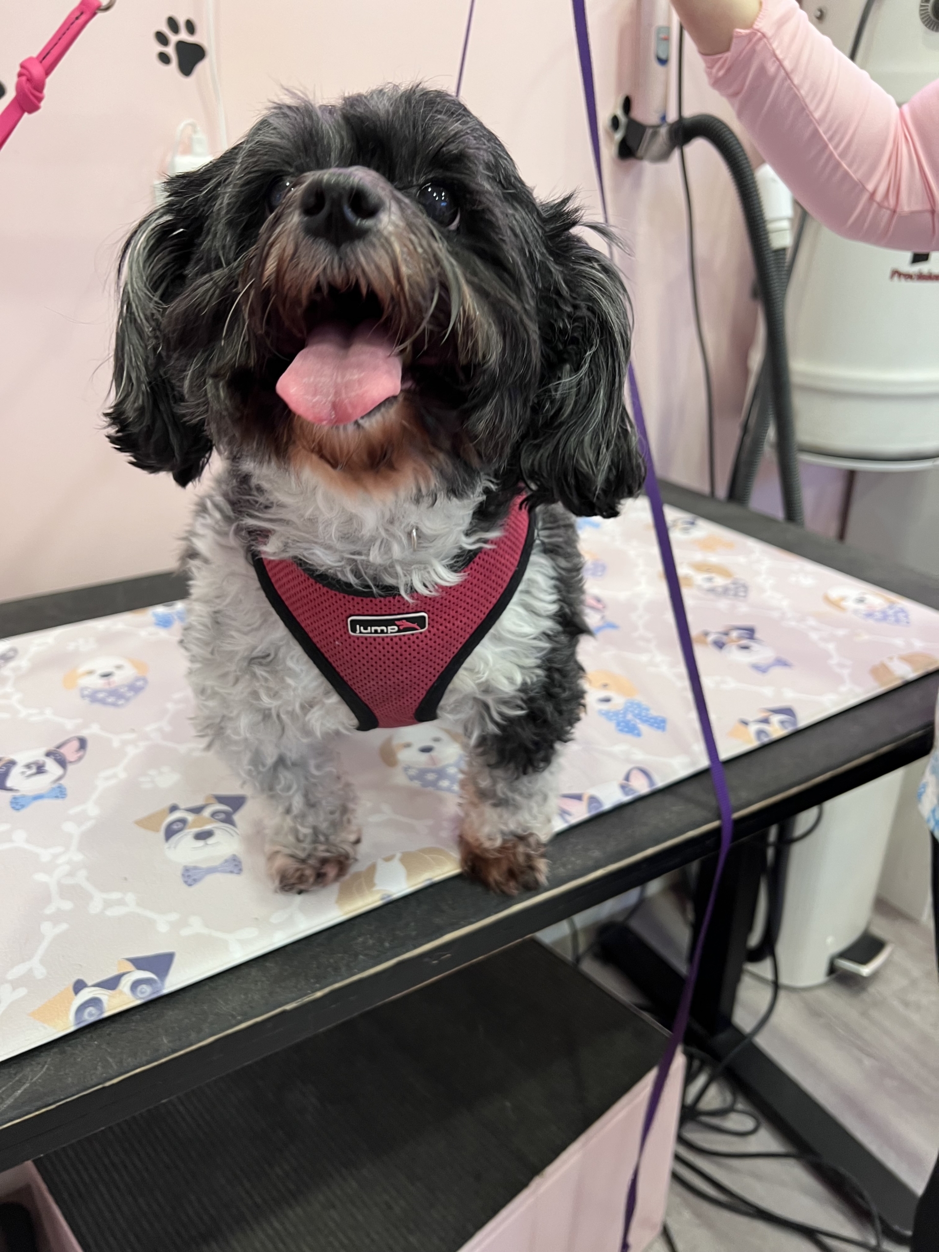 A small black and white Havanese dog wearing a pink harness stands on a black table with a tablecloth with her tongue out.