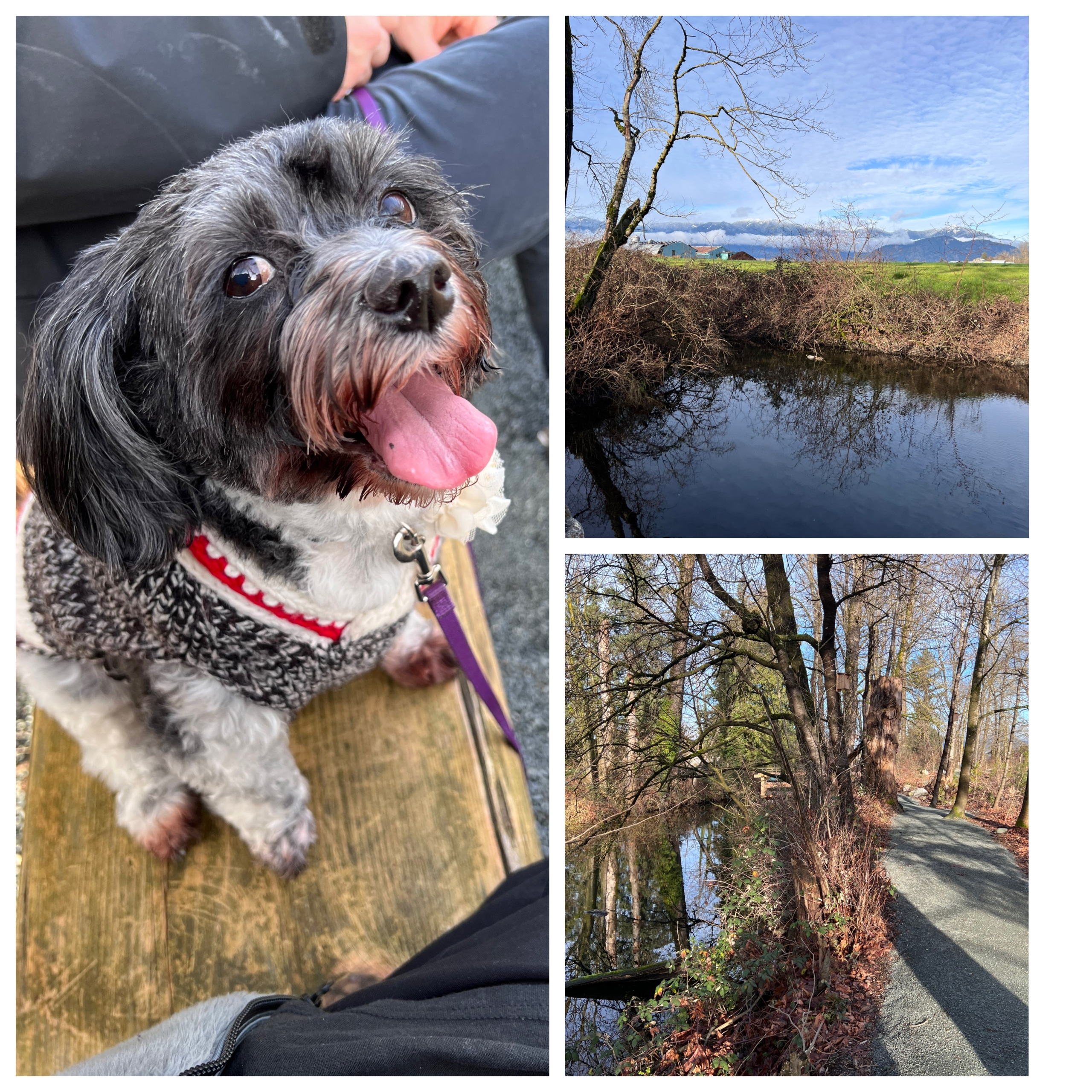 A collage of three photos. In the largest, a small black and white dog in a dark sweater sits in on a yellow bench. The second photo is a landscape of a creek with a yellow shore, a spindly trees and mountains in the background under a blue sky. The third photo shows a gravel trail through the woods with a variety of trees with a creek on the left.