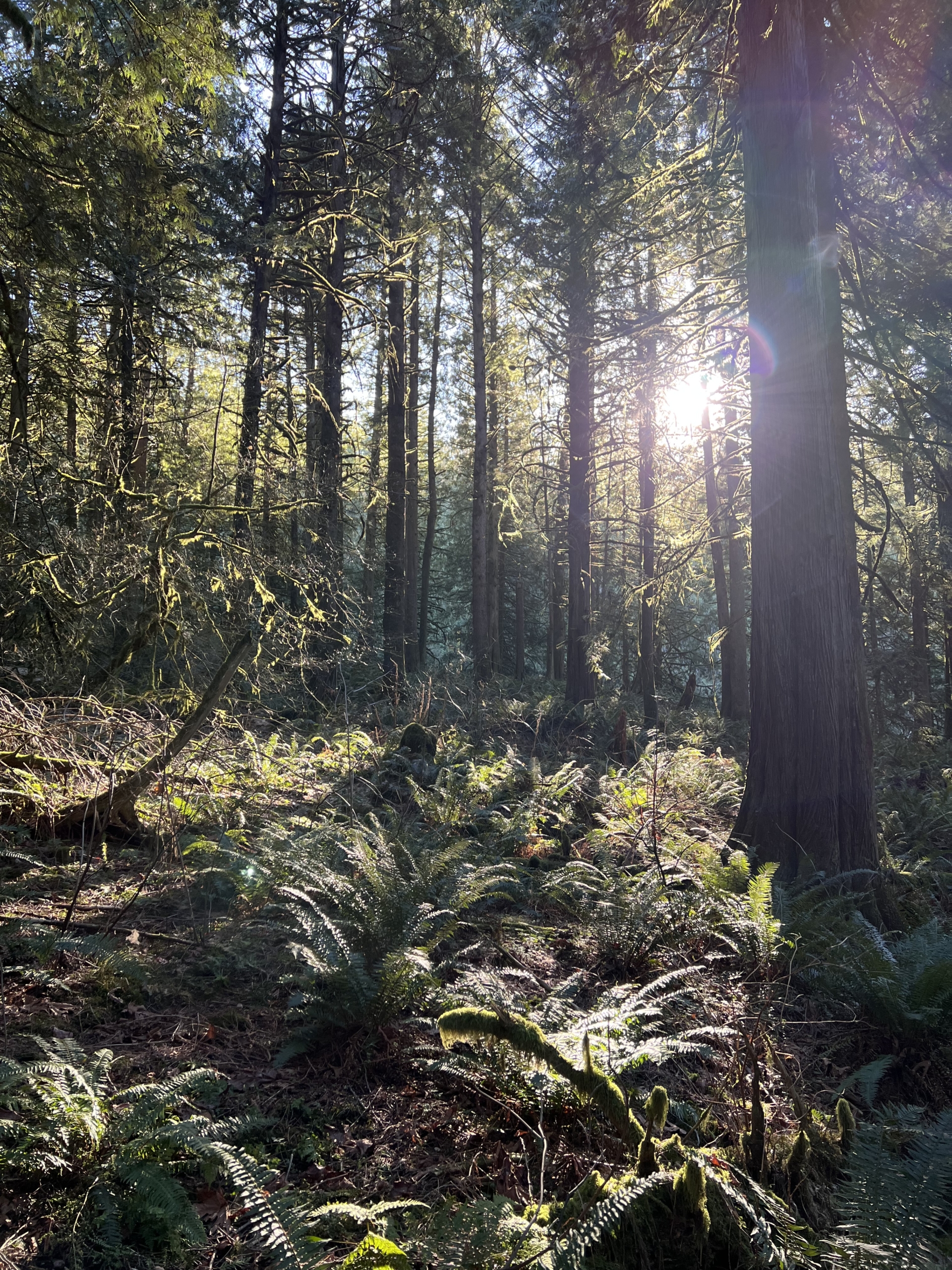 A la,escape of trees in the Chilliwack Community Forest