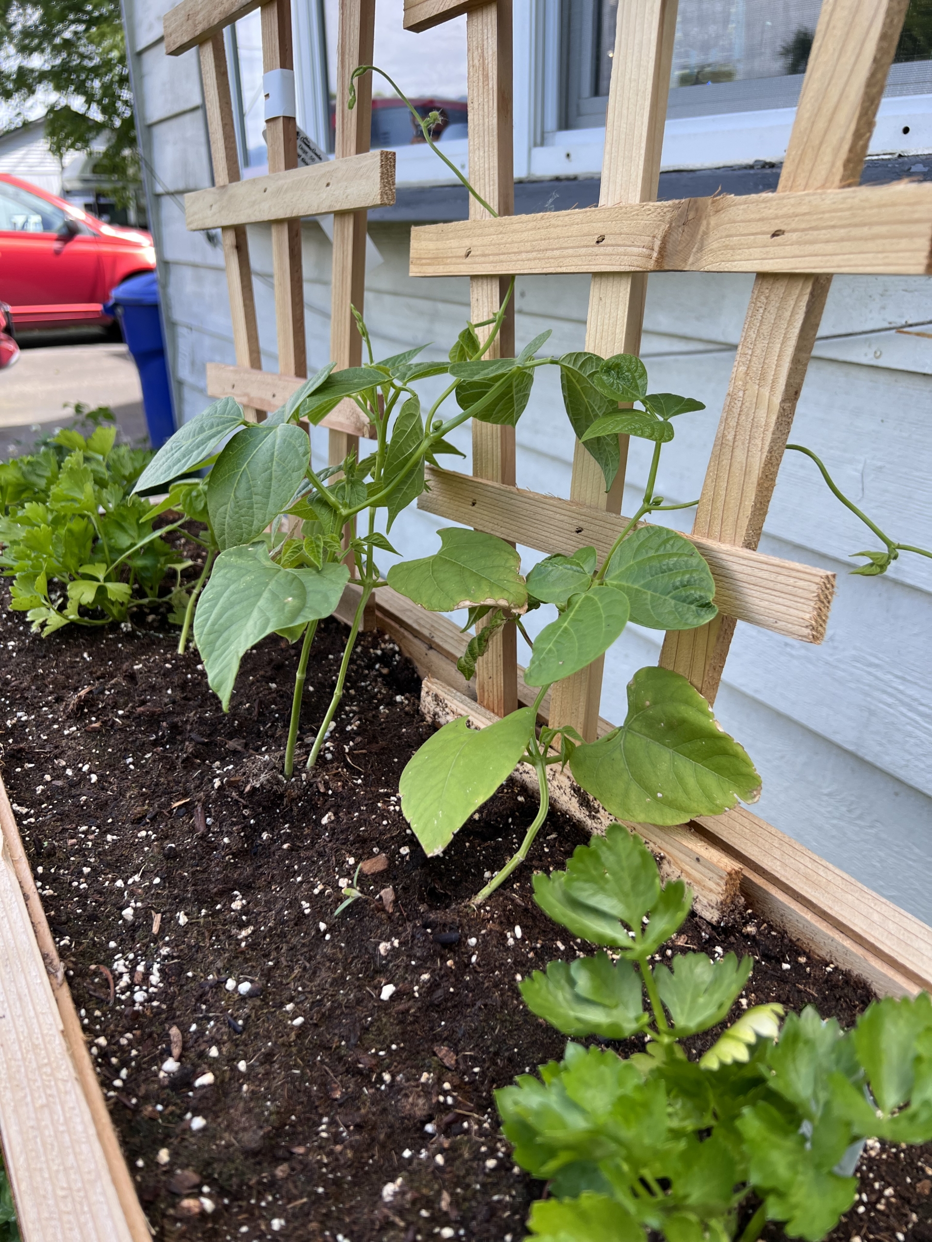 A photo of a wooden garden planter with 3 celery plants and 4 green bean plants, the latter are climbing up two wooden trellises.