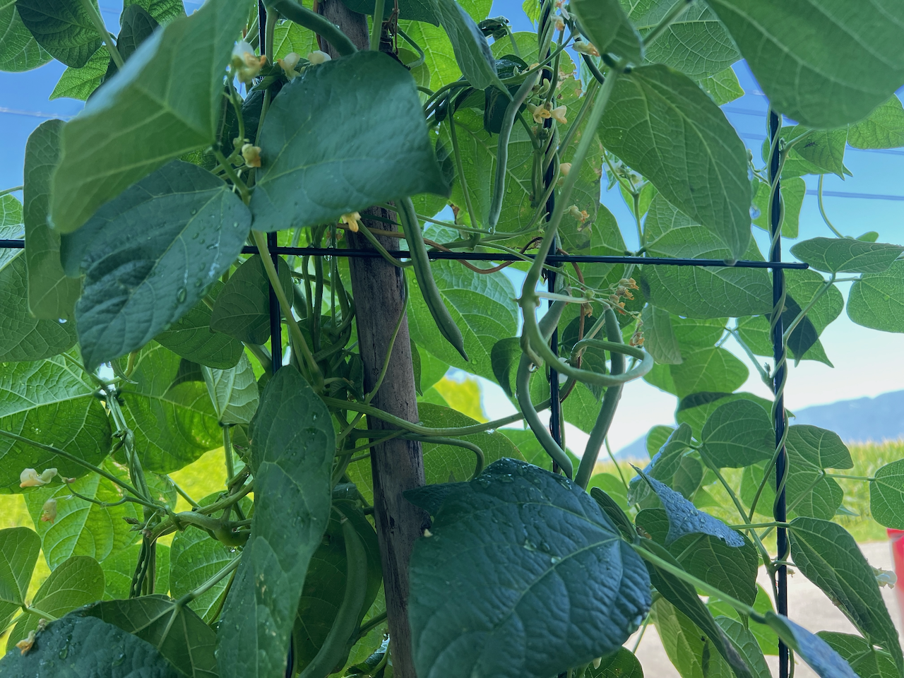 A photo of a green bean plant with green beans on it from my front yard