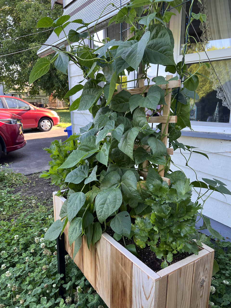 A raised planter containing four pole bean plants and three celery plants that appears to be out of control with growth