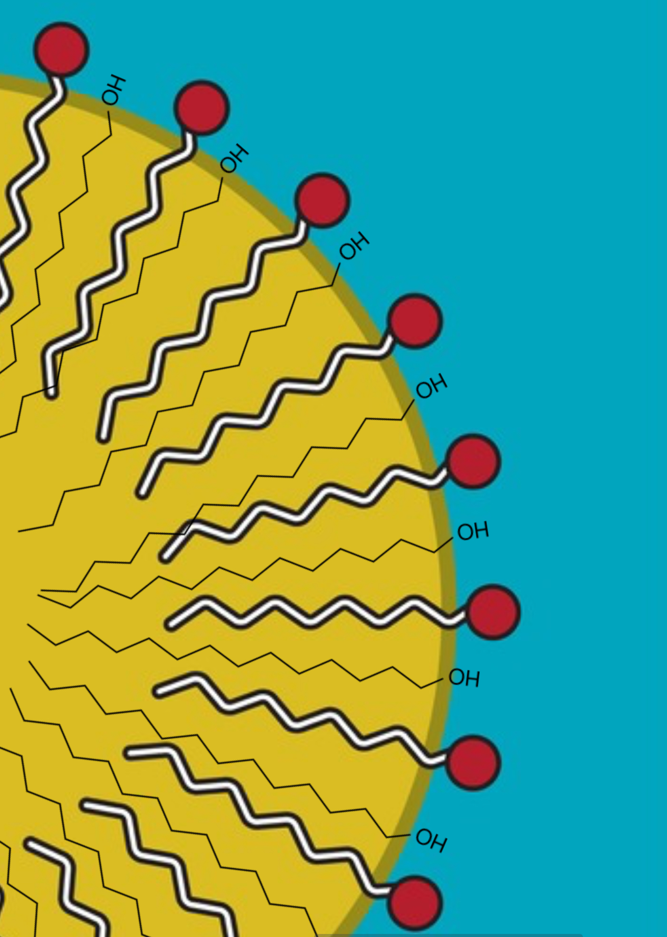 A close up diagram of a micelle. The oil is in yellow, the emulsifier has a red head, and the OH is the hydroxyl group sticking out into the blue water.