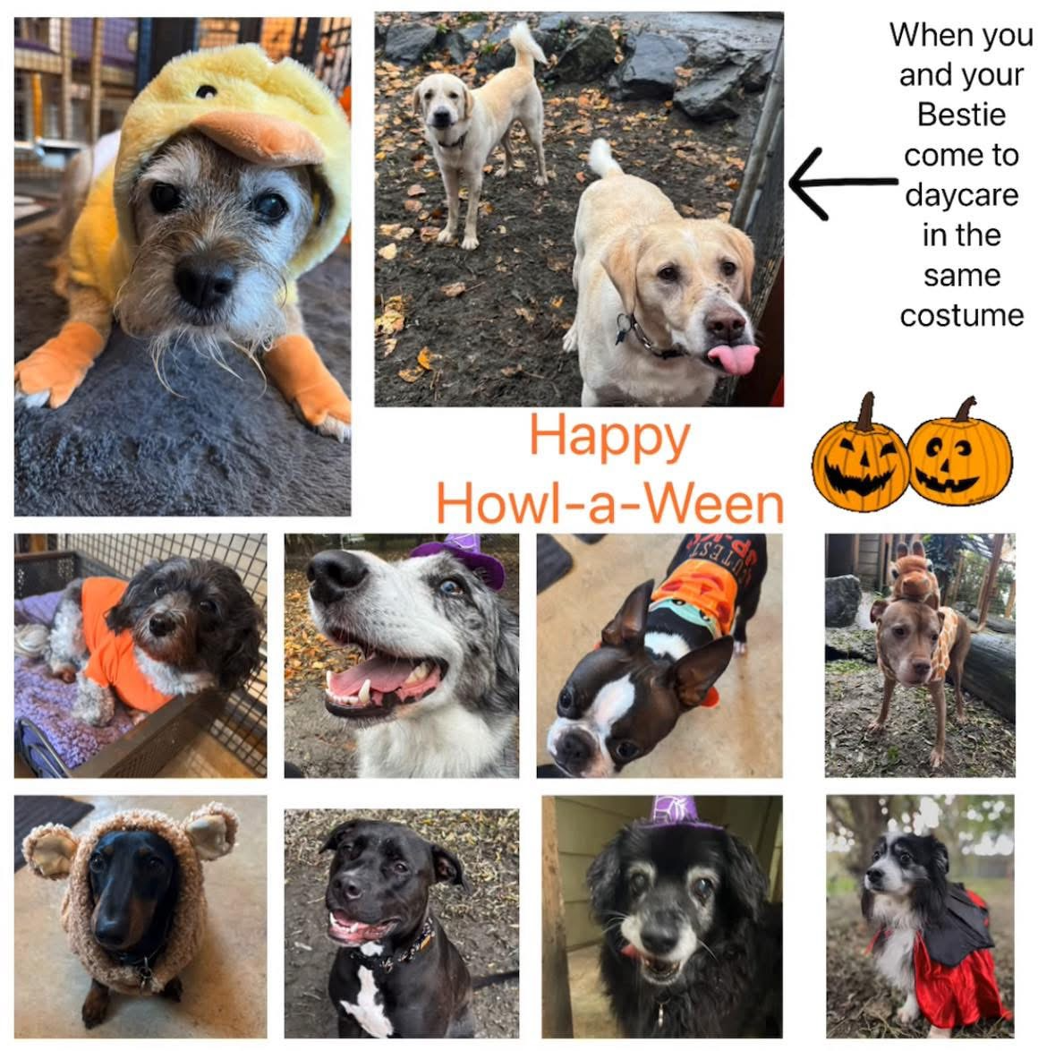 A collage of dogs in Halloween costumes from my dog Sasja's day care.
