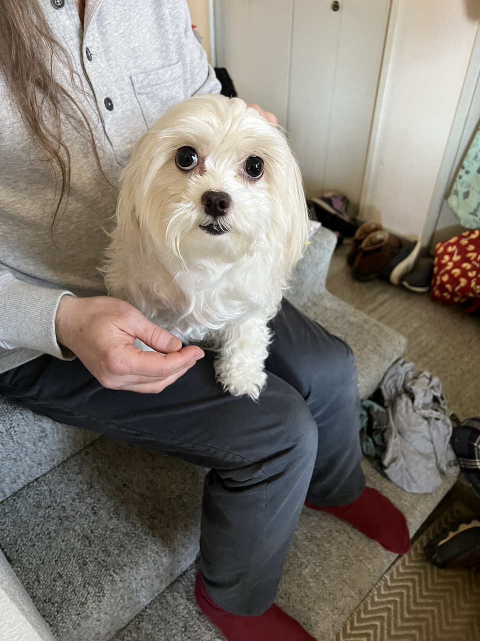 A photo of a small, cream coloured Maltese dog with very large eyes and a brown/black nose sits on the lap of a wonderful man. The stairs are grey and cluttered with stuff I have left on them because I'm very messy.
